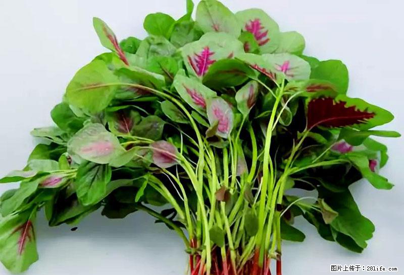 这些蔬菜是“天然钙片”，这6种被医生重点推荐 - 云浮生活资讯 - 云浮28生活网 yf.28life.com