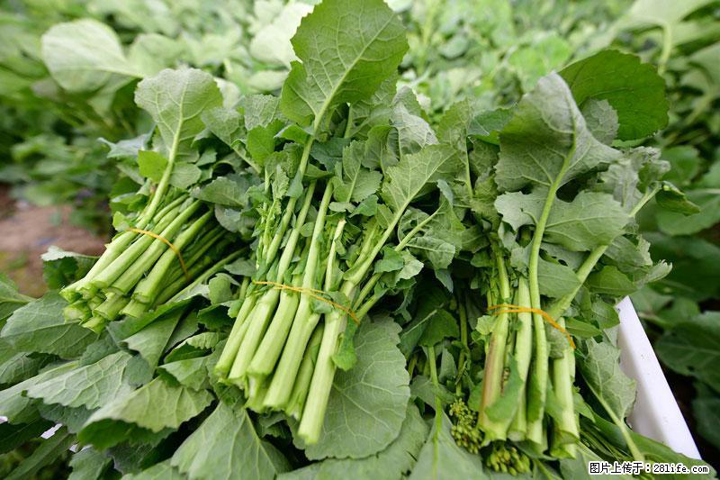 这些蔬菜是“天然钙片”，这6种被医生重点推荐 - 云浮生活资讯 - 云浮28生活网 yf.28life.com